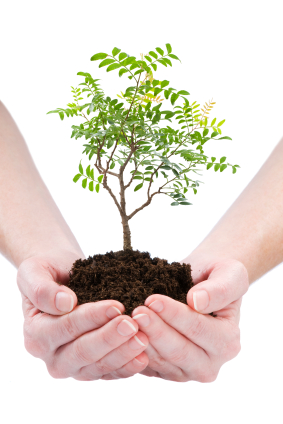 Your coaching business as a tree seedling, an unfinished work of art